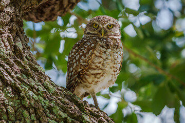 Burrowing Owl Perched.