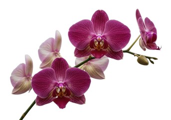 Obraz premium Branch of orchid flowers with purple and light pink petals