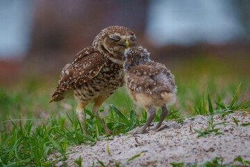 Burrowing Owl with its chick