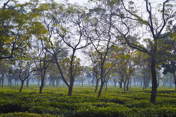 Tea plant cultivation under shaded tress and the  young leaf harvesting using simple handheld machine in India