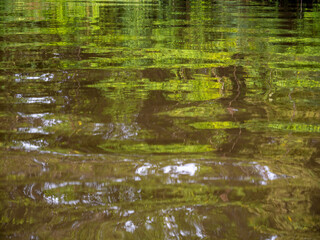 An abstract painting of nature. Created by the Amazon, the light and the trees and plants of the rainforest.