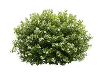 Round bush with green leaves and small white blossoms