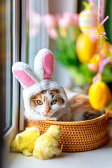 funny cute kitten in pink easter bunny ears lies in a basket on a windowsill among flowers and colorful easter eggs