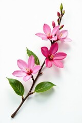 Obraz premium Single branch with flowers and leaves on white background, flower, flower branch, petals