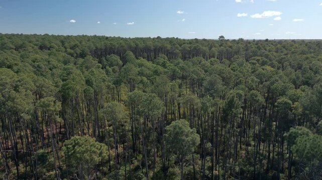 Panor&acirc;mica cinematogr&aacute;fica sobre pinheiros com um belo c&eacute;u azul