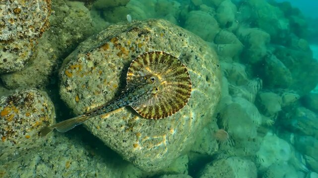Exotic Sea Moth rests on ocean rock bottom in shallow waters of marine habitat, exhibiting camouflage and blending with surroundings.