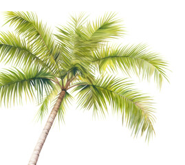 Naklejka premium PNG Palm backgrounds plant tree.