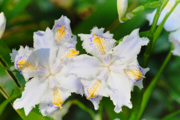 Iris japonica, commonly known as fringed iris, shaga and butterfly flower.