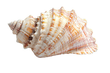 Intricate seashell with swirls of cream and orange hues showcasing the beauty of ocean treasures