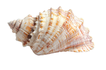 Intricate seashell with swirls of cream and orange hues showcasing the beauty of ocean treasures