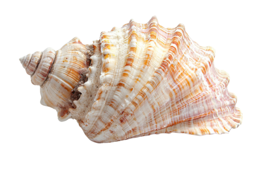 Intricate seashell with swirls of cream and orange hues showcasing the beauty of ocean treasures