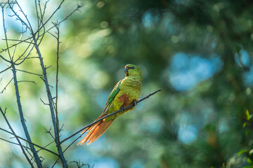 Austral Parakeet in Patagonia