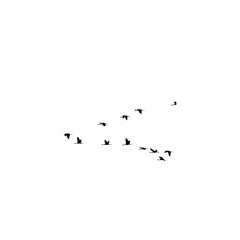 A graceful flock of swallows flying in formation, symbolizing serenity and the untamed spirit of nature.&rdquo;