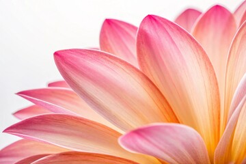 Fototapeta premium Close-up of Delicate Pink Flower Petals Soft, Gentle, and Beautiful