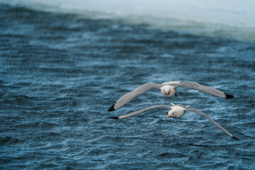 Tango of the Black-legged Kittiwakes