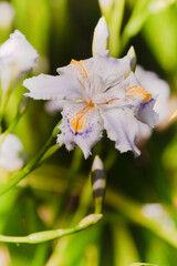 Iris japonica, commonly known as fringed iris, shaga and butterfly flower.