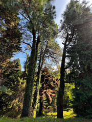 Towering lush trees enveloped in green vines create a serene forest atmosphere under bright midday sunlight 