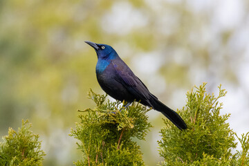 A grackle bird is perched on a green bush. The bird is looking to the left. The bush is green and the grackle has the typical iridescent blue/purple hooded head.