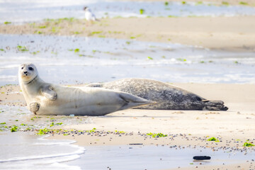 Fototapeta premium A pair of adorable seals leisurely basking on the sunlit shore, surrounded by a serene and beautiful beach landscape