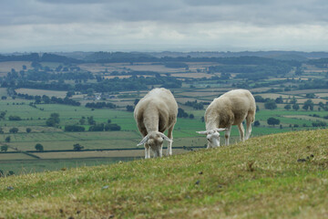 two sheep on high hill eating gras panorama of country horizon 