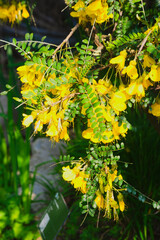 Flowers of Sophora microphylla, commonly known as weeping kōwhai and small-leaved kōwhai,