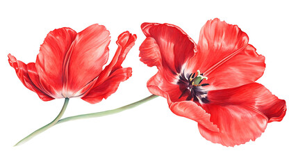 Naklejka premium Two Red Tulips in Artistic Watercolor Style