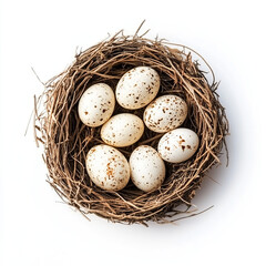 eggs, bird nest, speckled eggs, quail eggs on white background