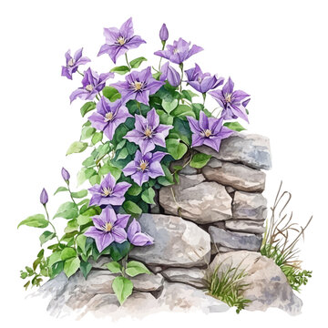 purple clematis climbing stone wall clip art preview