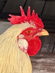 Close up of a roosters face