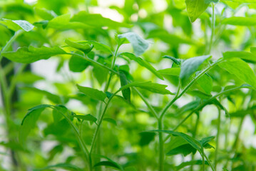 Young green tomato seedlings at home on the window.