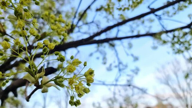 Young flowering maple