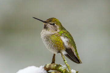 Anna's Hummingbird in Winter, British Columbia