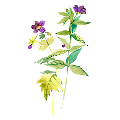 Virginia Meadow Beauty. Botanical illustration. Watercolor painting on white background.