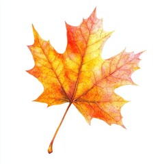 Obraz premium Vibrant autumn maple leaf (1)