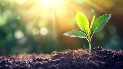 Frame with Tree Sapling and Soil Layers Border and Copy Space for World Environment Day Tree Planting Campaigns - Perfect for Eco-Friendly Photo Stock Concepts