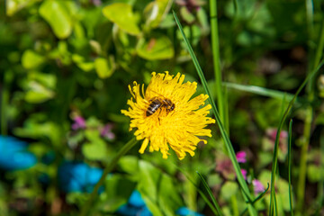 Yellow dandelion and bee in garden with blurred background..