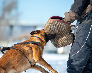 Belgian Malinois Bite Training with Trainer on Snowy Field
