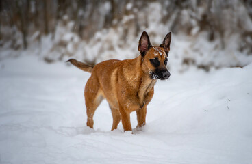 Belgian Malinois Standing in Snow with Frost on Face