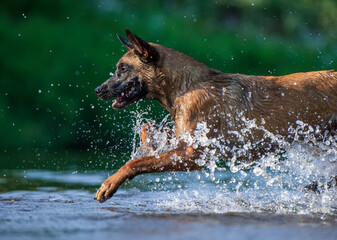 Energetic Belgian shepherd malinois Dog Dashing Through Water
