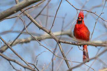 Male northern cardinal singing as it perches in a tree.