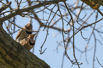 Pair of northern flickers mating in a tree.