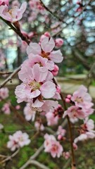 Obraz premium Sakura flowers close up