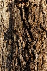 Vertical closeup of rough bark on a tree.