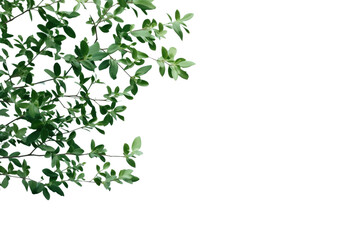 PNG Outdoors plant green herbs.