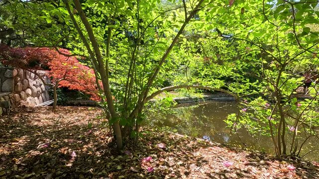 footage of a gorgeous spring landscape with a pond, lush green trees and flowers at Descanso Gardens La Ca&ntilde;ada Flintridge California USA