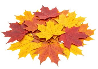 Fototapeta premium Autumn foliage colorful maple leaves vibrant season change isolated on white background