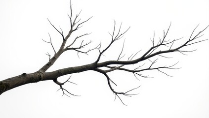 Fototapeta premium Bare Tree Branch Silhouette Against White Background