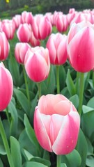 Pink tulip