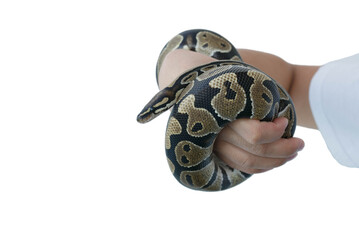 The image of the royal or ball python on the hand of man