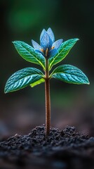 Blossom Small blue flower with vibrant green leaves sprouting from dark, rich soil